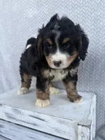 Shane, a male Miniature Bernedoodle for sale in Shipshewana, IN – 7 of 9