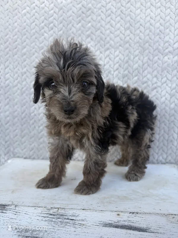Clover – Miniature Aussiedoodle puppy for sale in Shipshewana, IN