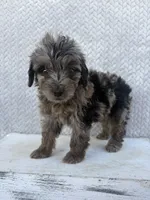 Clover, a female Miniature Aussiedoodle for sale in Shipshewana, IN – 1 of 10