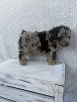 Cody, a male Miniature Aussiedoodle for sale in Shipshewana, IN – 7 of 8