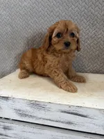 Macy, a female Cavapoo for sale in Shipshewana, IN – 8 of 9