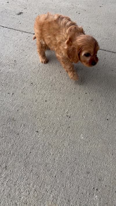 Maya, a female Cavapoo for sale in Shipshewana, IN – 9 of 9