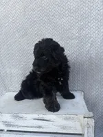 Chase, a male Miniature Aussiedoodle for sale in Shipshewana, IN – 7 of 9