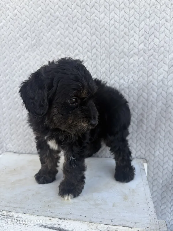 Casper – Miniature Aussiedoodle puppy for sale in Shipshewana, IN