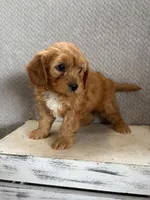 Milo, a male Cavapoo for sale in Shipshewana, IN – 4 of 8