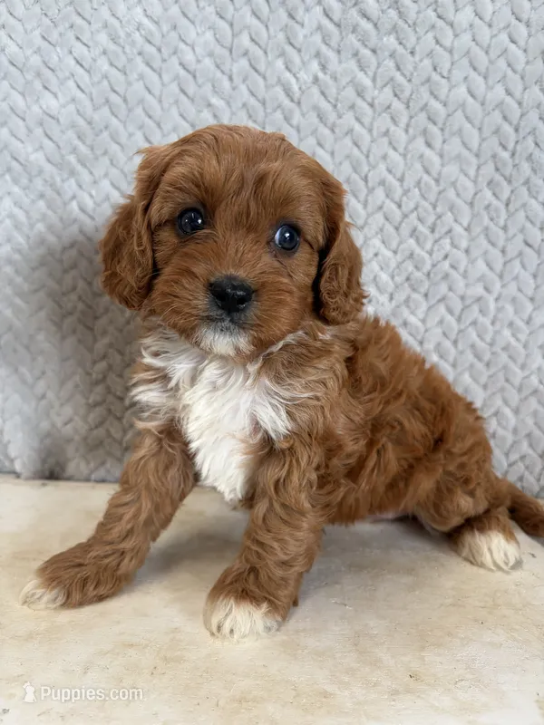 Maple – Cavapoo puppy for sale in Shipshewana, IN