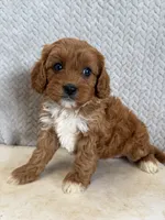 Maple, a female Cavapoo for sale in Shipshewana, IN – 1 of 9