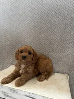 Max, a male Cavapoo for sale in Shipshewana, IN – 5 of 8