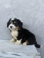 Skye, a female Miniature Bernedoodle for sale in Shipshewana, IN – 7 of 9