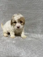 Ada, a female Miniature Bernedoodle for sale in Shipshewana, IN – Photo 3 of 8