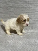 Ada, a female Miniature Bernedoodle for sale in Shipshewana, IN – Photo 4 of 8