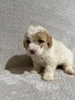 Ada, a female Miniature Bernedoodle for sale in Shipshewana, IN – Photo 5 of 8