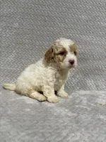 Ada, a female Miniature Bernedoodle for sale in Shipshewana, IN – Photo 8 of 8