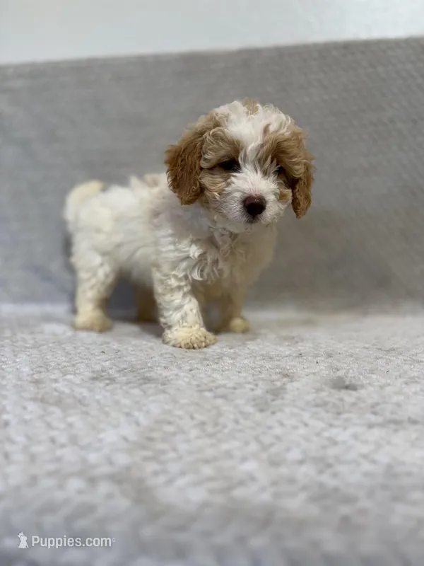 Ada – Miniature Bernedoodle puppy for sale in Shipshewana, IN