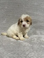 Ada, a female Miniature Bernedoodle for sale in Shipshewana, IN – Photo 6 of 8