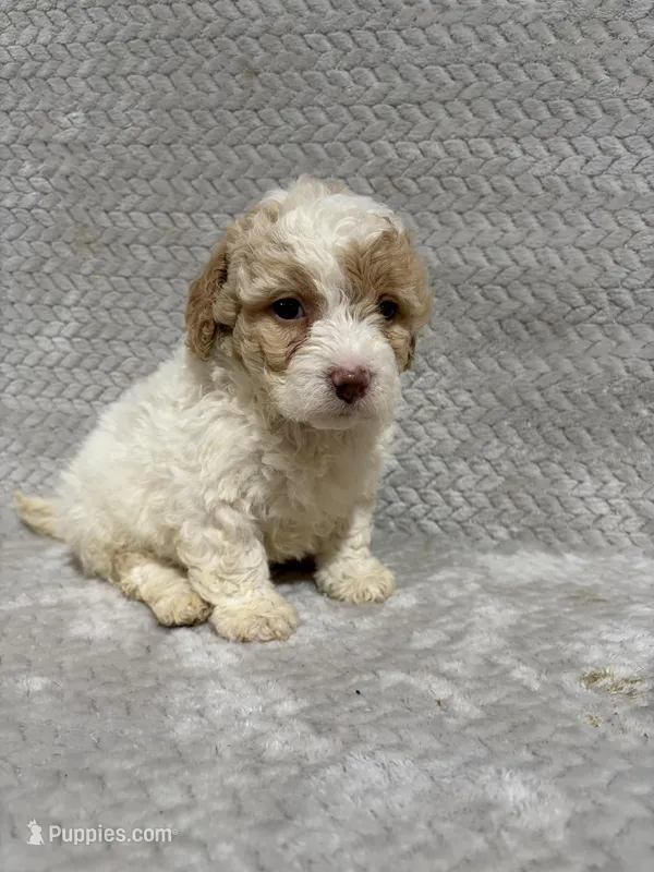 Ada – Miniature Bernedoodle puppy for sale in Shipshewana, IN