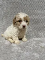 Ada, a female Miniature Bernedoodle for sale in Shipshewana, IN – Photo 1 of 8