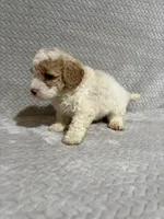 Ada, a female Miniature Bernedoodle for sale in Shipshewana, IN – Photo 7 of 8