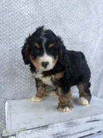Shane, a male Miniature Bernedoodle for sale in Shipshewana, IN – 5 of 9