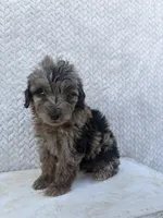 Clover, a female Miniature Aussiedoodle for sale in Shipshewana, IN – 5 of 10