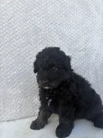 Chase, a male Miniature Aussiedoodle for sale in Shipshewana, IN – 6 of 9
