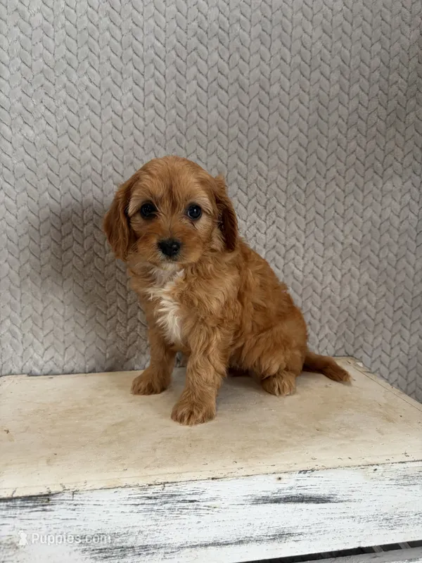 Maya – Cavapoo puppy for sale in Shipshewana, IN
