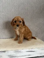 Maya, a female Cavapoo for sale in Shipshewana, IN – 1 of 9