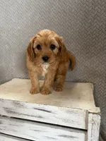 Maya, a female Cavapoo for sale in Shipshewana, IN – 7 of 9