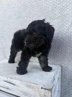 Casper, a male Miniature Aussiedoodle for sale in Shipshewana, IN – 2 of 8