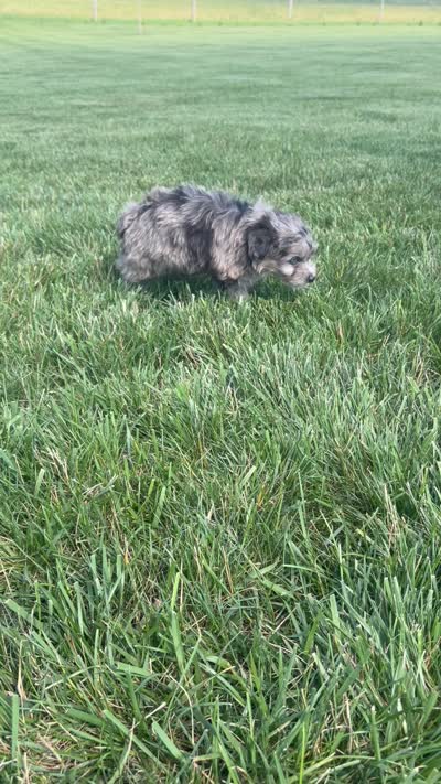Charlie, a male Miniature Aussiedoodle for sale in Shipshewana, IN – 8 of 8