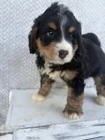 Shane, a male Miniature Bernedoodle for sale in Shipshewana, IN – 2 of 9