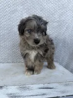 Charlie, a male Miniature Aussiedoodle for sale in Shipshewana, IN – 4 of 8