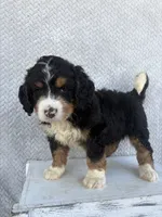 Sawyer, a male Miniature Bernedoodle for sale in Shipshewana, IN – 3 of 9