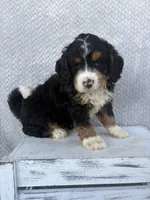 Sawyer, a male Miniature Bernedoodle for sale in Shipshewana, IN – 6 of 9