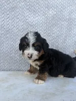 Summer, a female Miniature Bernedoodle for sale in Shipshewana, IN – 3 of 8
