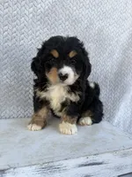 Sadie, a female Miniature Bernedoodle for sale in Shipshewana, IN – 5 of 10