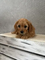Maya, a female Cavapoo for sale in Shipshewana, IN – 6 of 9
