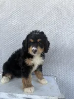Stella, a female Miniature Bernedoodle for sale in Shipshewana, IN – 6 of 9