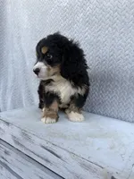 Sadie, a female Miniature Bernedoodle for sale in Shipshewana, IN – 4 of 10