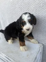 Spencer, a male Miniature Bernedoodle for sale in Shipshewana, IN – 4 of 8