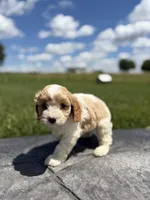 Toby, a male Cavapoo for sale in Shipshewana, IN – 5 of 8