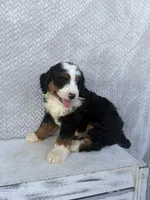 Spencer, a male Miniature Bernedoodle for sale in Shipshewana, IN – 1 of 8