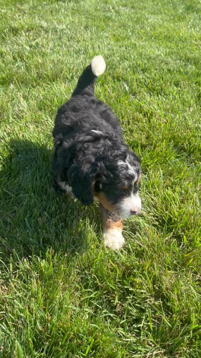 Sawyer, a male Miniature Bernedoodle for sale in Shipshewana, IN – 9 of 9