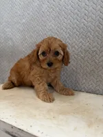 Macy, a female Cavapoo for sale in Shipshewana, IN – 4 of 9