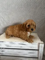 Milo, a male Cavapoo for sale in Shipshewana, IN – 5 of 8