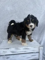 Shane, a male Miniature Bernedoodle for sale in Shipshewana, IN – 8 of 9