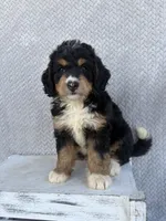 Stella, a female Miniature Bernedoodle for sale in Shipshewana, IN – 3 of 9