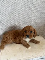 Maple, a female Cavapoo for sale in Shipshewana, IN – 7 of 9