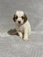 Archie, a male Miniature Bernedoodle for sale in Shipshewana, IN – Photo 2 of 7