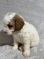 Archie, a male Miniature Bernedoodle for sale in Shipshewana, IN – Photo 1 of 7